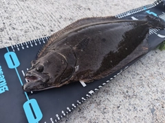 ヒラメの釣果