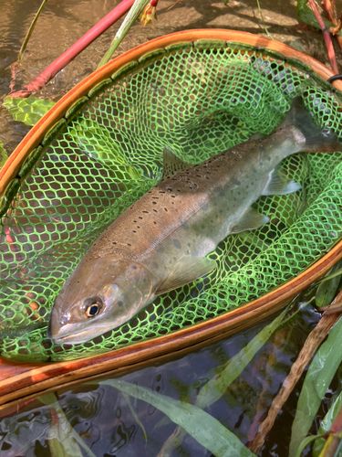 ヤマメの釣果