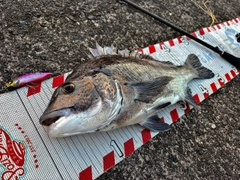 チヌの釣果