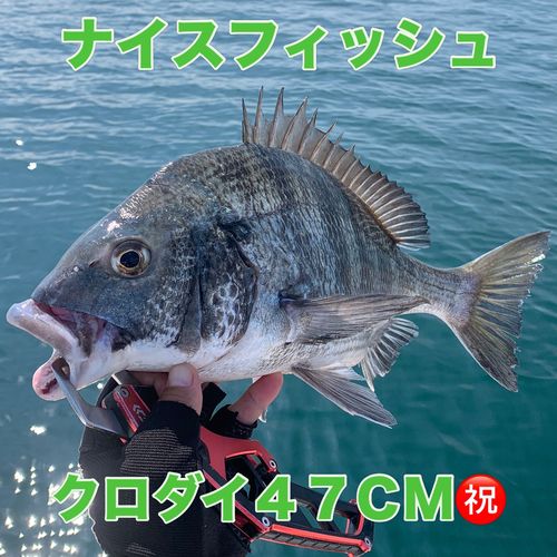 クロダイの釣果