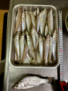 シロギスの釣果