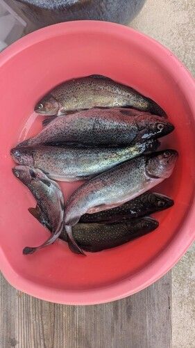 ニジマスの釣果