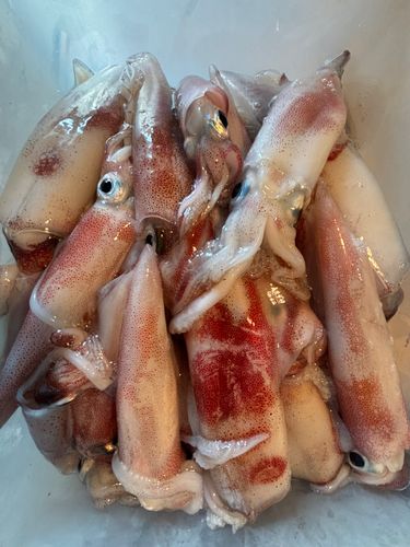 ヤリイカの釣果
