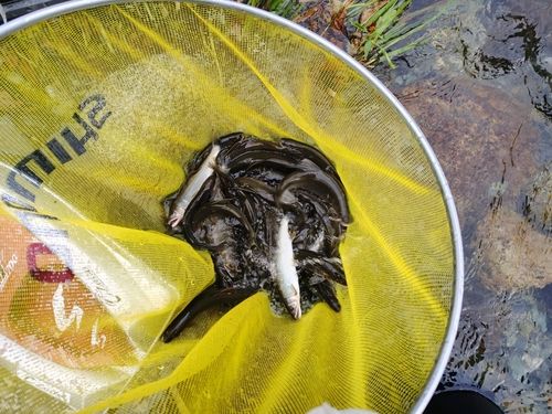 アユの釣果