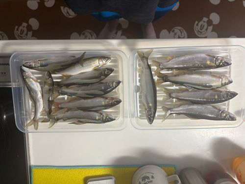 アユの釣果