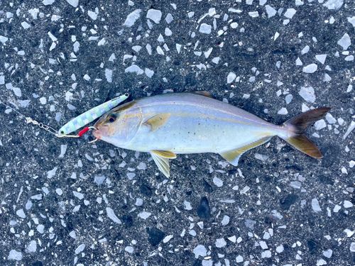 ネリゴの釣果