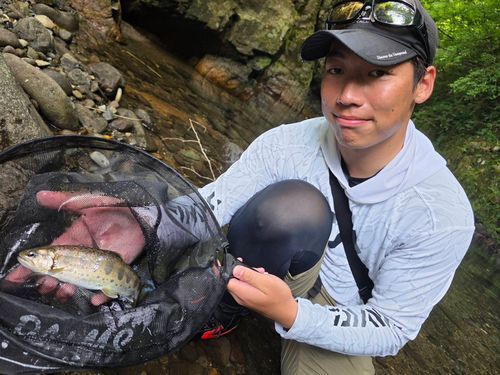 アマゴの釣果