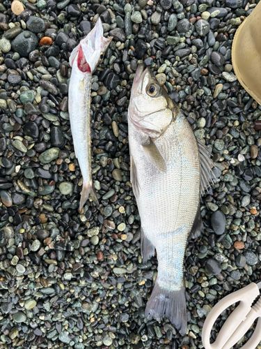 ヒラスズキの釣果