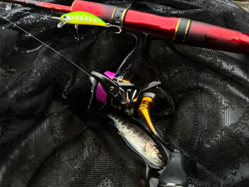 アマゴの釣果