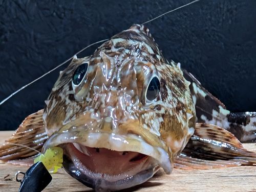アラカブの釣果
