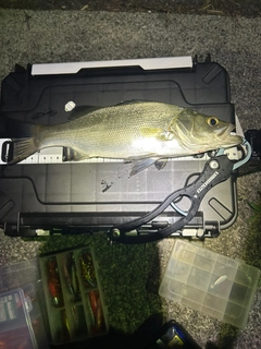セイゴ（ヒラスズキ）の釣果