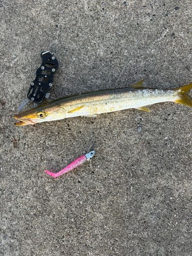 カマスの釣果