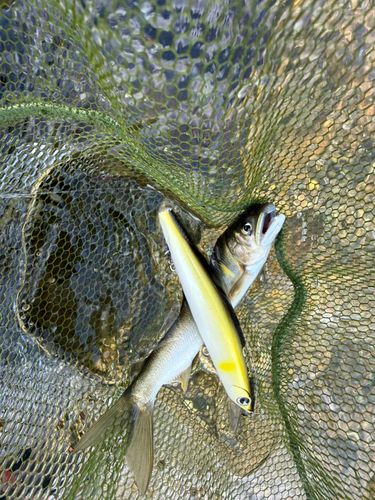 アユの釣果