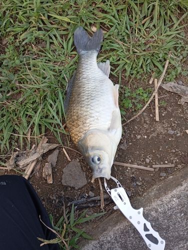 コイの釣果