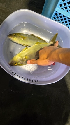 ネリゴの釣果