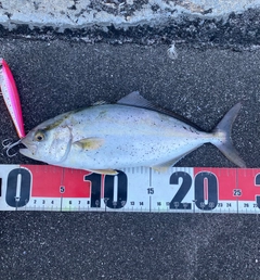 ショゴの釣果