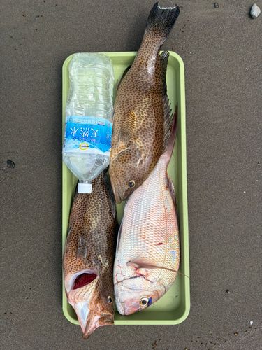 オオモンハタの釣果