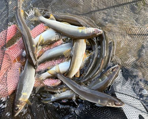アユの釣果