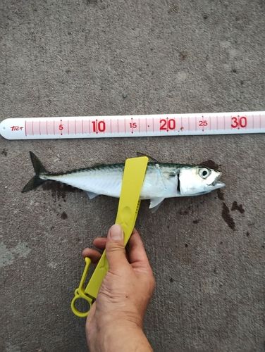 サバの釣果