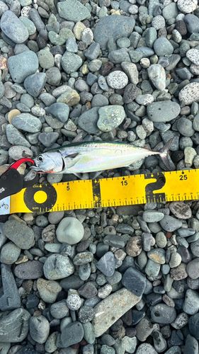 ソウダガツオの釣果