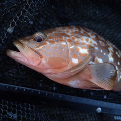 キジハタの釣果