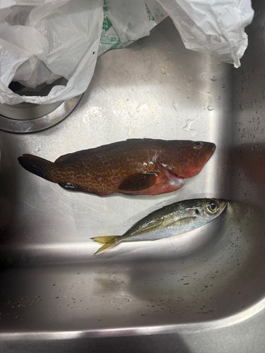 アコウの釣果