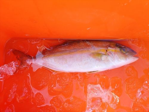 カンパチの釣果