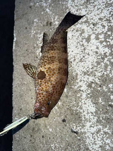 オオモンハタの釣果