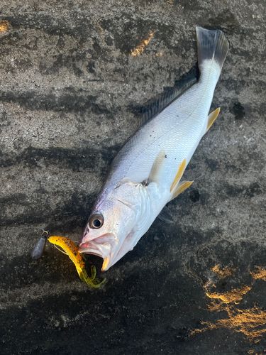 ニベの釣果