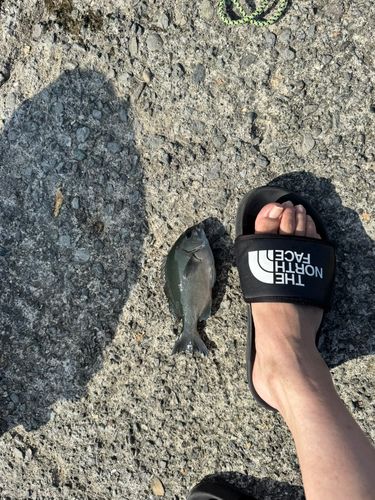 メジナの釣果