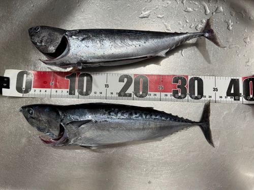 ソウダガツオの釣果