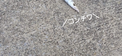 カマスの釣果