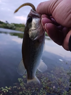 ラージマウスバスの釣果