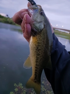 ラージマウスバスの釣果