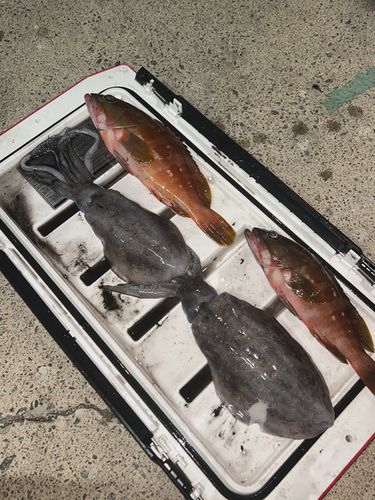 アオリイカの釣果