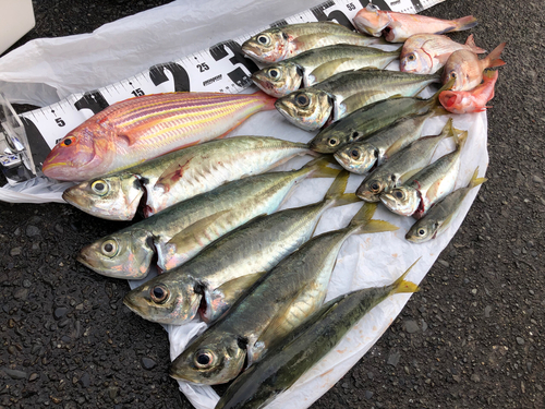 マアジの釣果