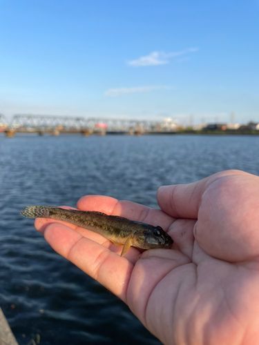 ハゼの釣果