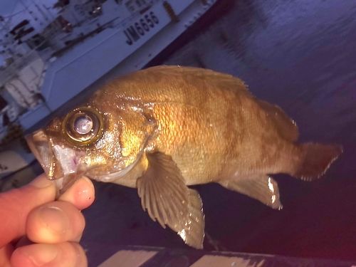 メバルの釣果