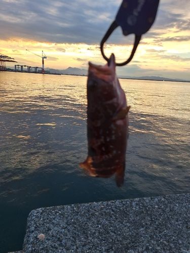 釣果
