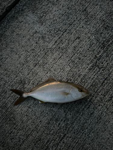 シオの釣果