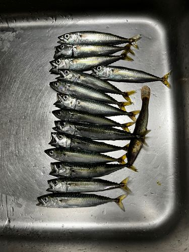 サバの釣果