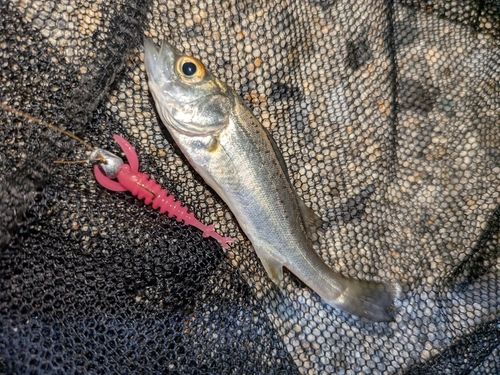 セイゴ（タイリクスズキ）の釣果