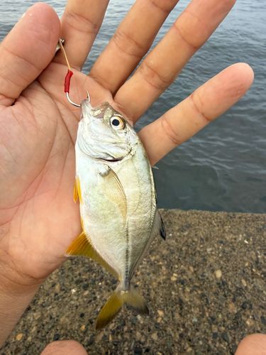 メッキの釣果