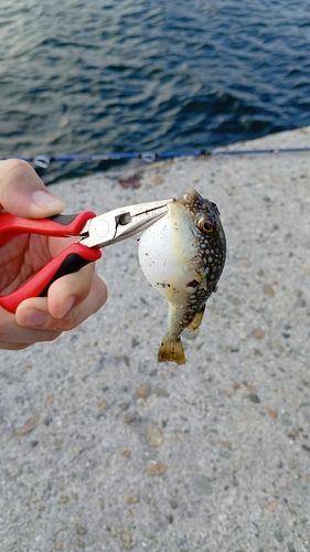クサフグの釣果