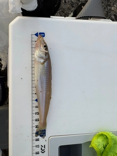キスの釣果