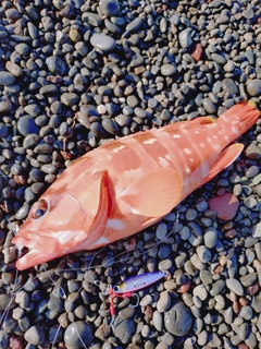 アカハタの釣果