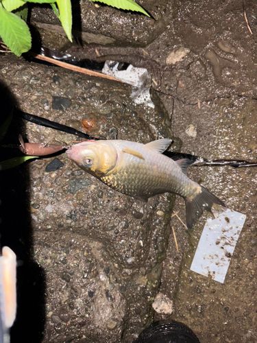 フナの釣果