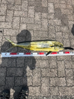 シイラの釣果