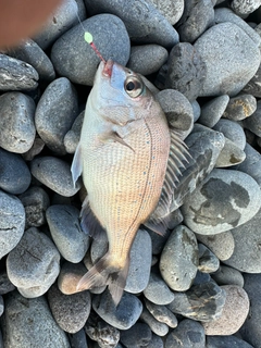 チャリコの釣果