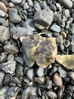 カワハギの釣果
